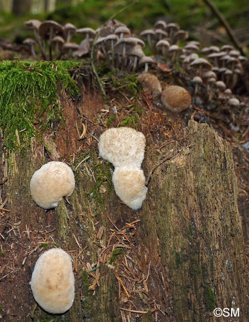 Oligoporus ptychogaster = Ptychogaster albus