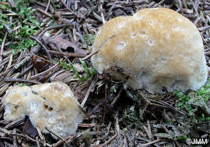 Oligoporus ptychogaster = Ptychogaster albus