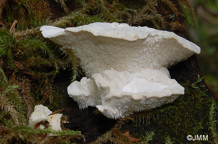 Postia stiptica = Oligoporus stipticus