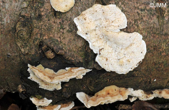 Oligoporus wakefieldiae = Postia wakefieldiae