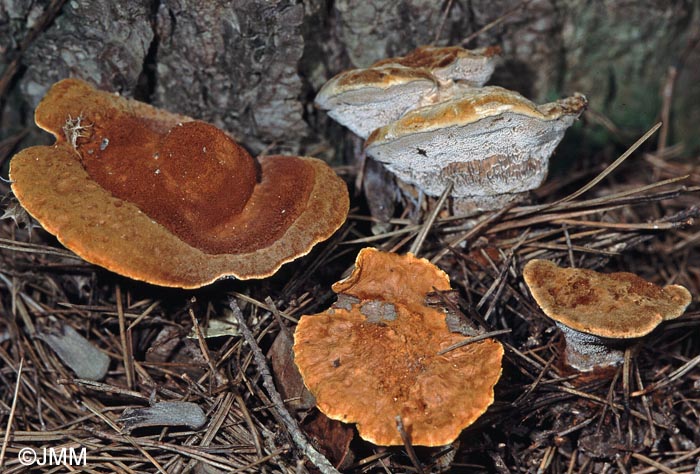 Onnia triquetra = Pelloporus triqueter = Inonotus triqueter