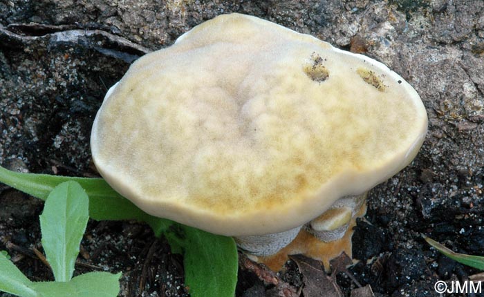 Onnia triquetra = Pelloporus triqueter = Inonotus triqueter