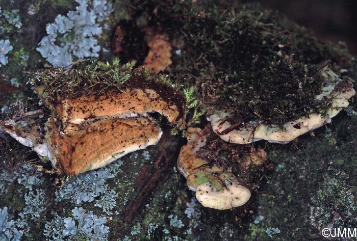 Oxyporus populinus