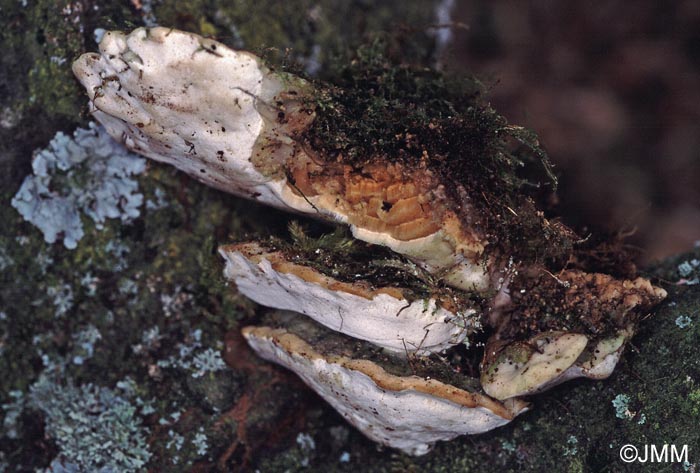 Oxyporus populinus