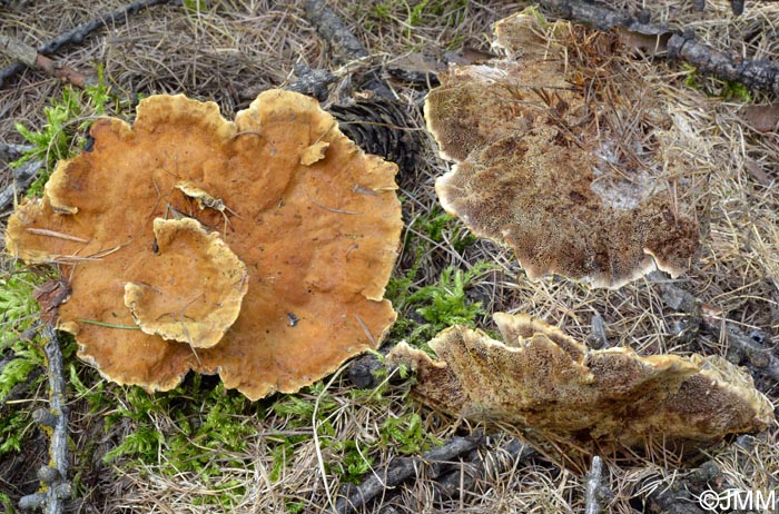 Onnia tomentosa = Pelloporus tomentosus = Inonotus tomentosus