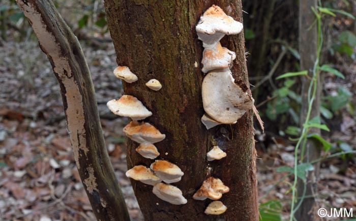 Perenniporia ochroleuca = Truncospora ochroleuca