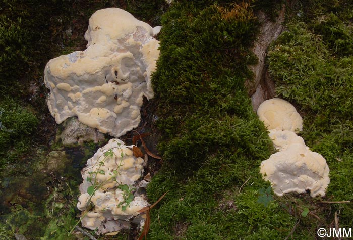 Perenniporia fraxinea = Haploporus fraxineus