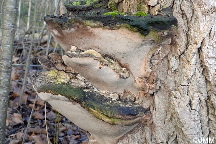 Perenniporia fraxinea = Haploporus fraxineus