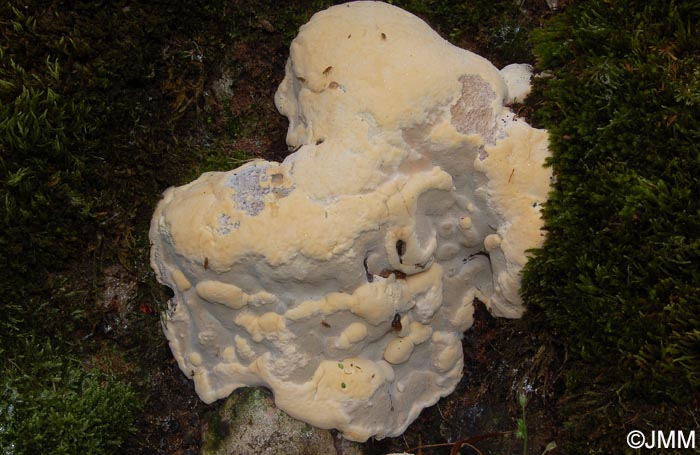 Perenniporia fraxinea = Haploporus fraxineus