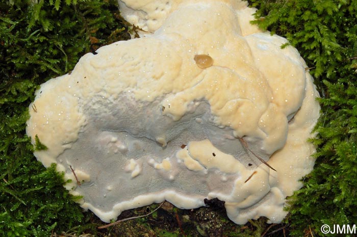 Perenniporia fraxinea = Haploporus fraxineus