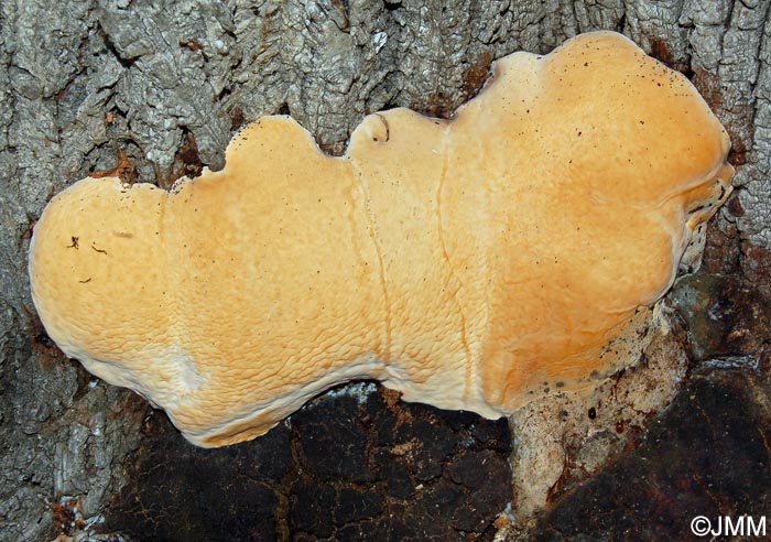 Perenniporia fraxinea = Haploporus fraxineus