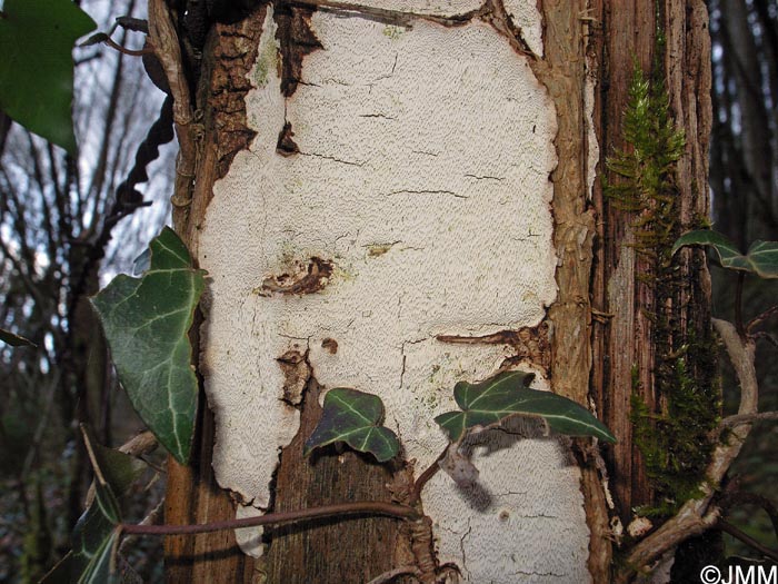 Perenniporia medulla-panis