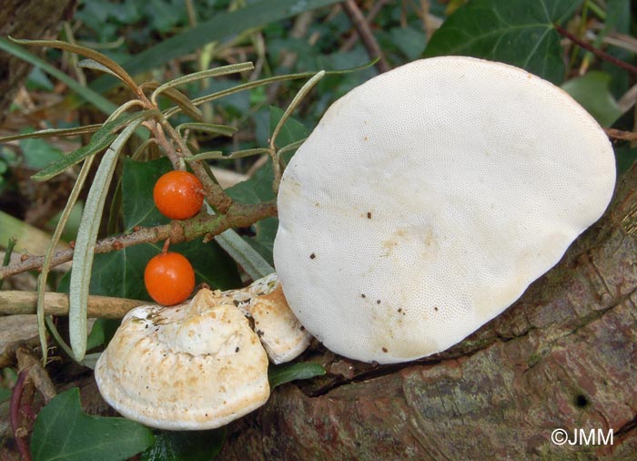 Perenniporia ochroleuca