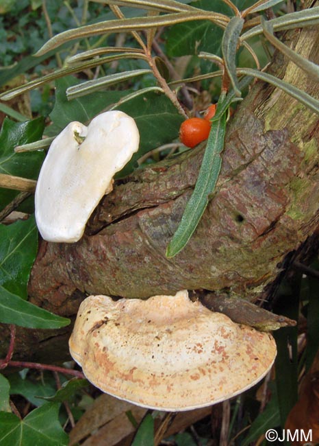 Perenniporia ochroleuca