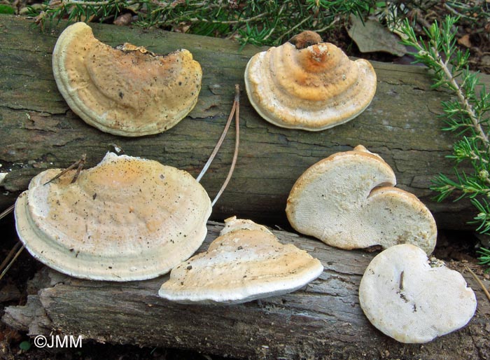 Perenniporia ochroleuca