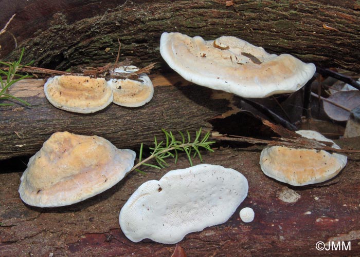 Perenniporia ochroleuca