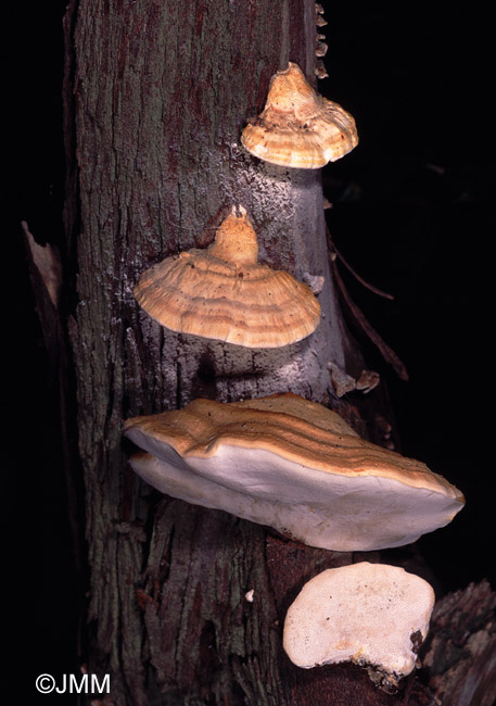 Perenniporia ochroleuca