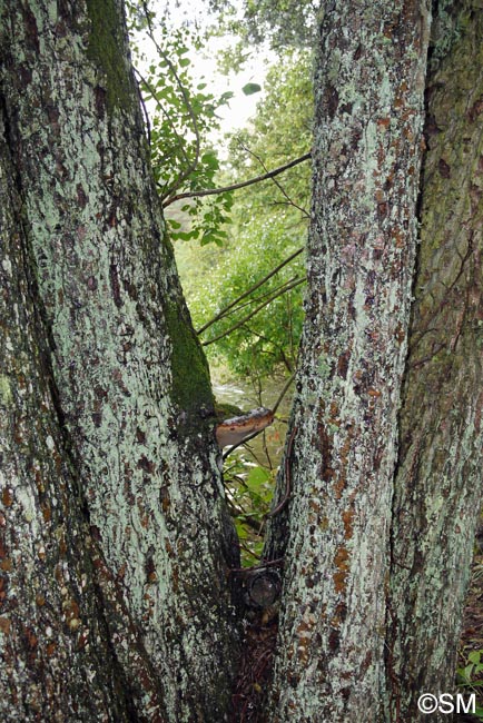 Phellinus alni