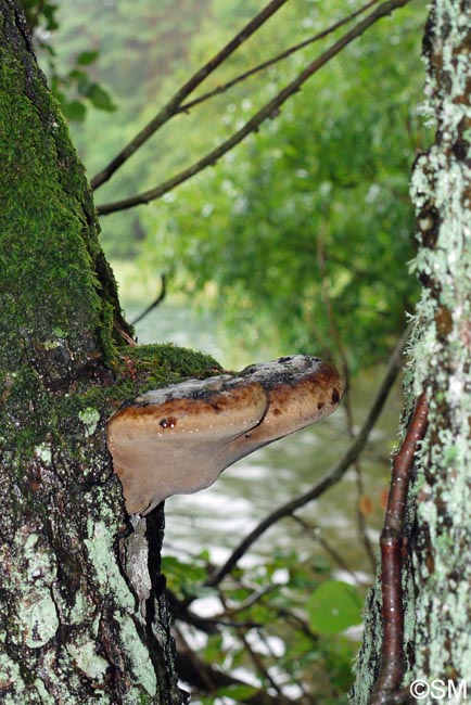 Phellinus alni