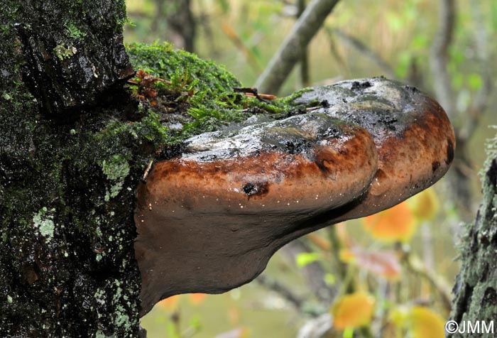 Phellinus alni