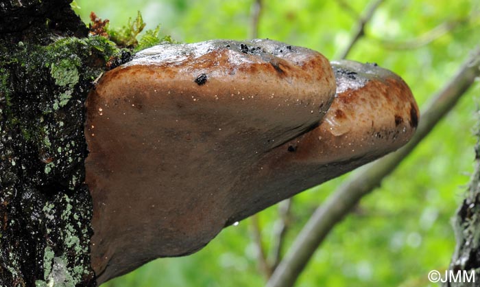 Phellinus alni