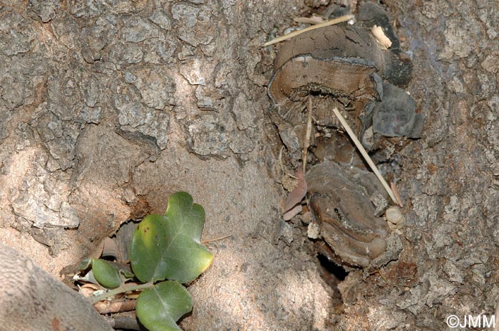 Phellinus cavicola = Fomitoporella cavicola