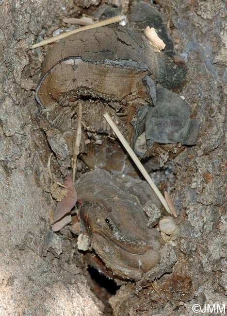 Phellinus cavicola = Fomitoporella cavicola