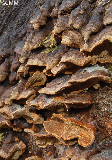 Phellinus chrysoloma