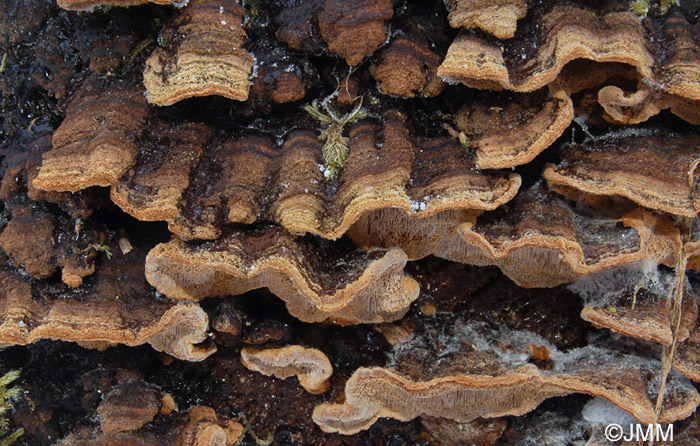 Phellinus chrysoloma