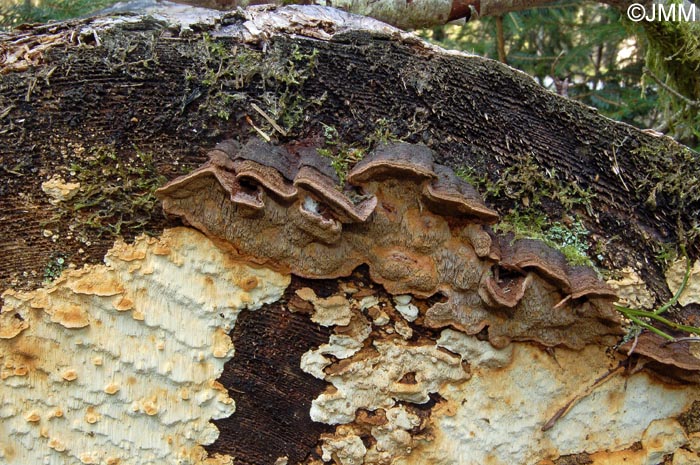 Phellinus chrysoloma et Antrodia serialis