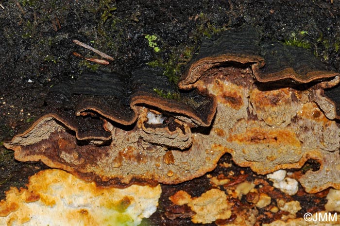 Phellinus chrysoloma et Antrodia serialis