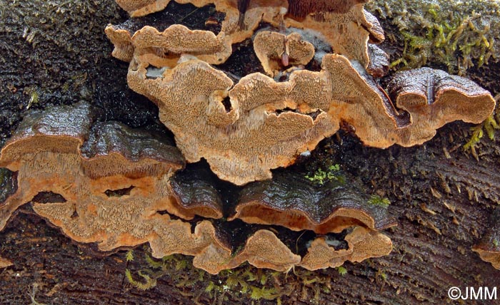 Phellinus chrysoloma = Porodaedalea chrysoloma