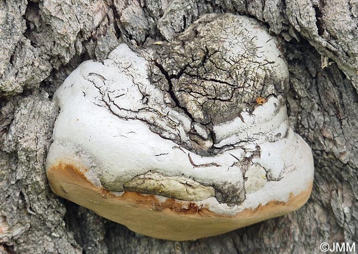 Phellinus cinereus