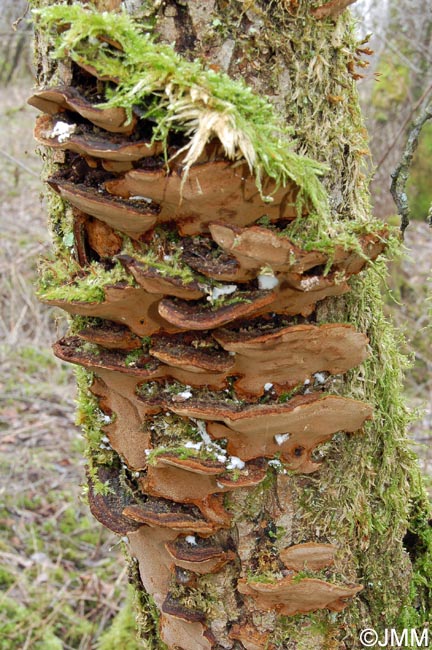 Phellinus conchatus = Phellinopsis conchata