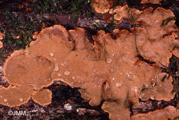 Phellinus conchatus