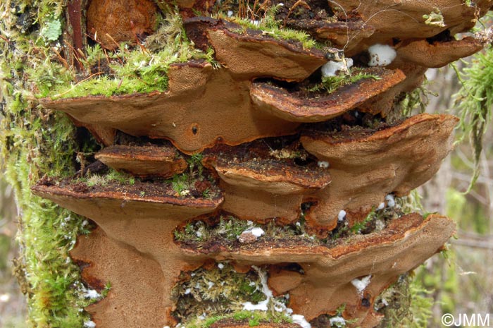 Phellinus conchatus = Phellinopsis conchata