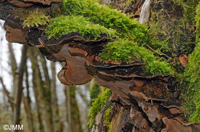 Phellinus conchatus = Phellinopsis conchata