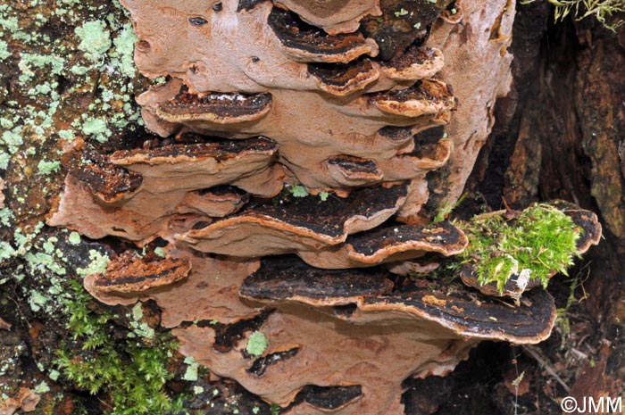 Phellinus conchatus = Phellinopsis conchata