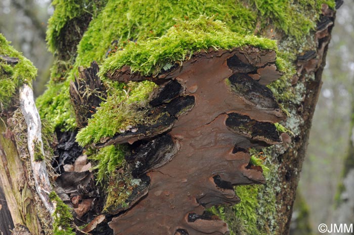 Phellinus conchatus = Phellinopsis conchata