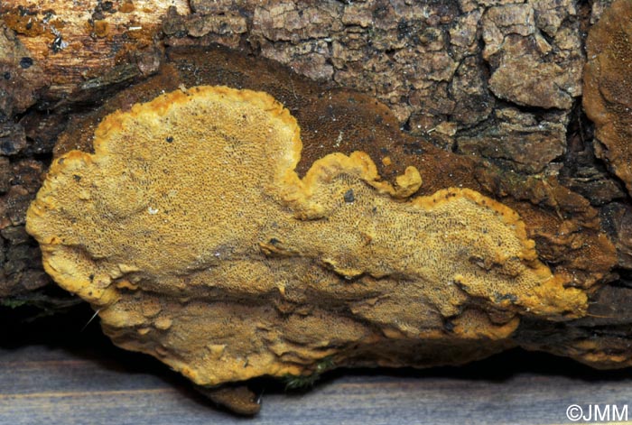 Phellinus conchatus = Phellinopsis conchata