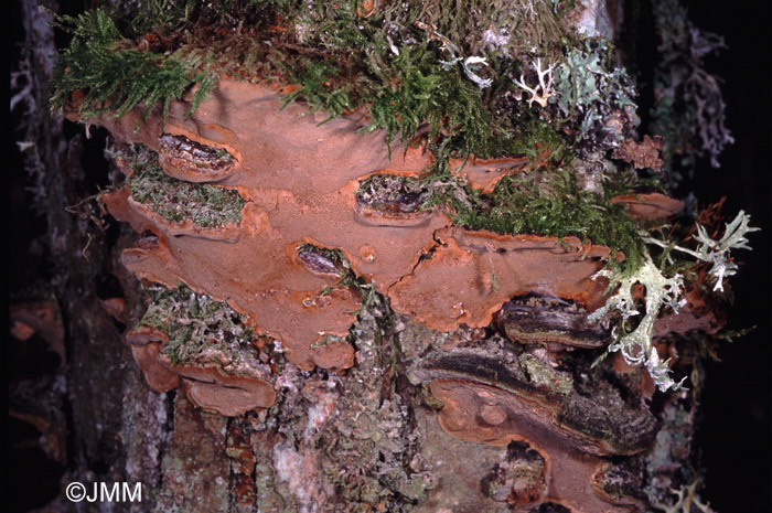 Phellinus conchatus