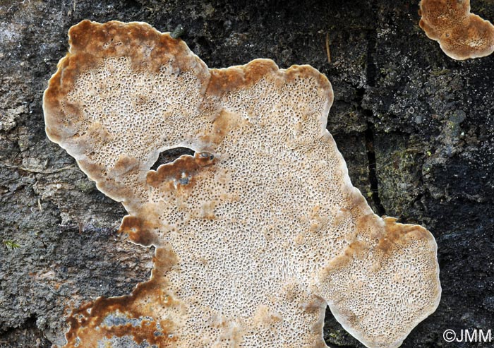 Phellinus contiguus