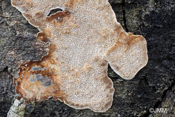 Phellinus contiguus