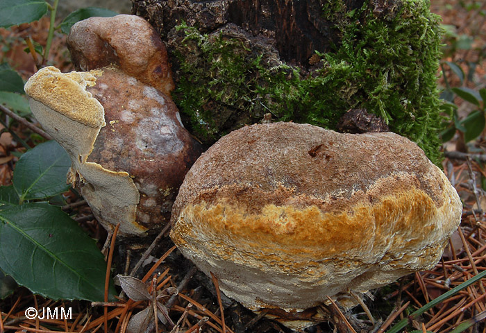 Phellinus erectus