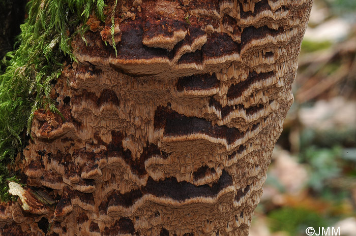 Phellinus ferreus