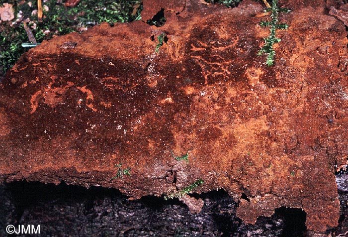 Phellinus ferrugineofuscus = Phellinidium ferrugineofuscum