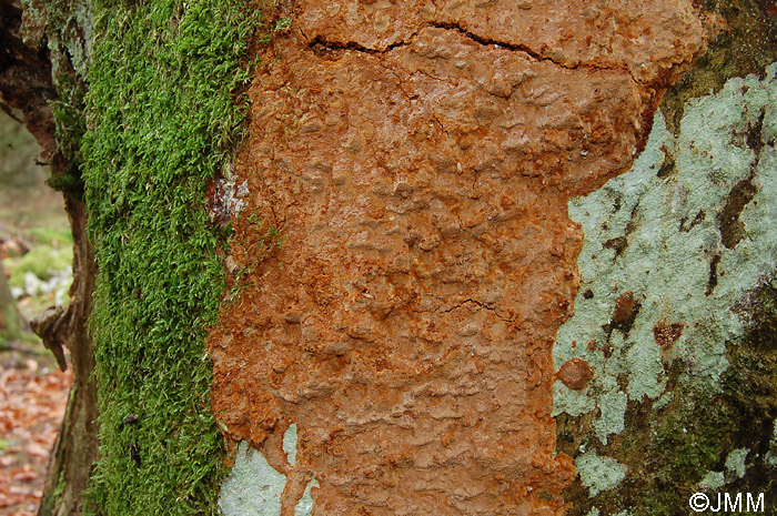 Phellinus ferruginosus = Fuscoporia ferruginosa