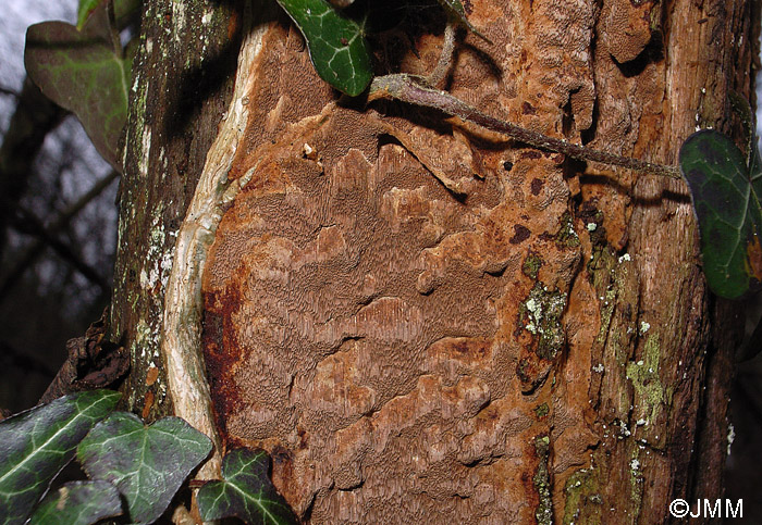 Phellinus ferruginosus = Fuscoporia ferruginosa