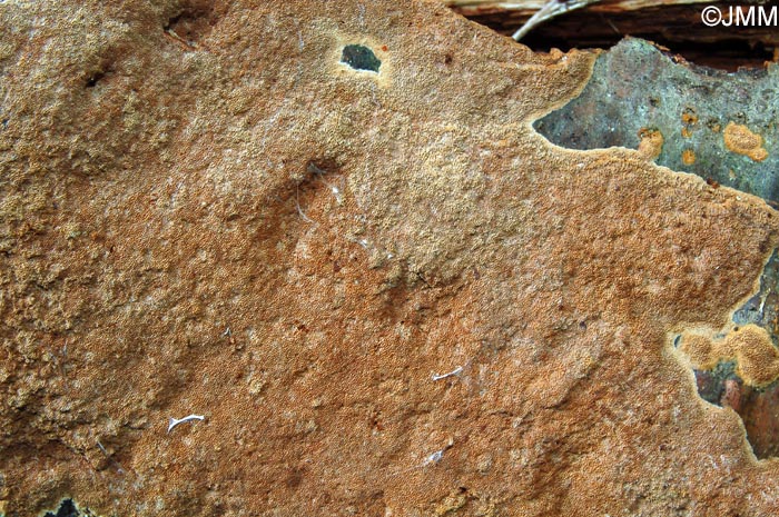 Phellinus ferruginosus = Fuscoporia ferruginosa