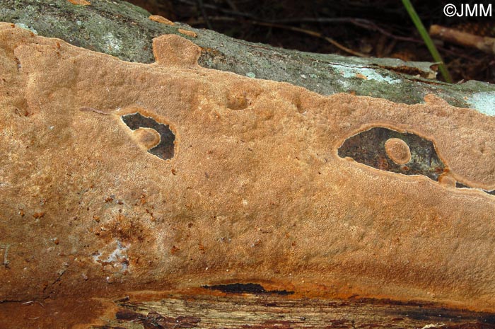 Phellinus ferruginosus = Fuscoporia ferruginosa